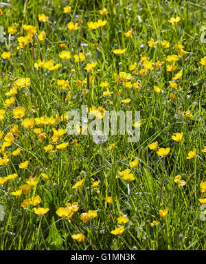 Fleurs renoncule bulbeuse sur les herbages. Hurst Meadows, West Molesey, Surrey, Angleterre. Banque D'Images