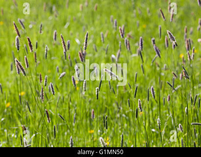 Vulpin des prés d'herbe. Hurst Meadows, West Molesey, Surrey, Angleterre. Banque D'Images