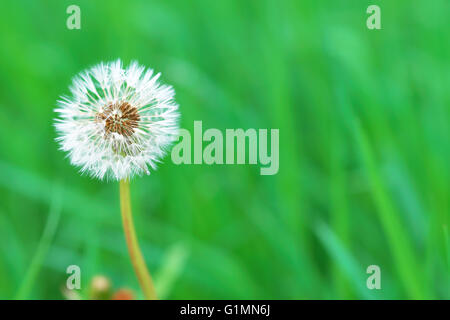Dandelion clock in grass meadow Banque D'Images