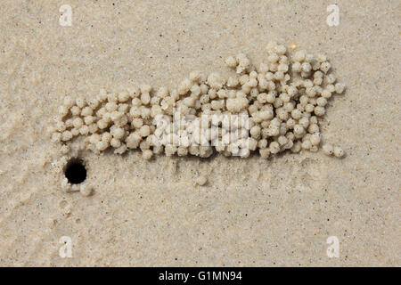 Boules de crabe à l'extérieur de sable Burrow faites par le sable Crabe Dotilla fenestrata Bubbler Banque D'Images