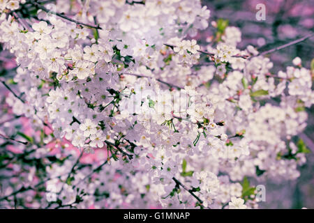 Beauté - printemps branches fleuries de cherry à matin ensoleillé Banque D'Images