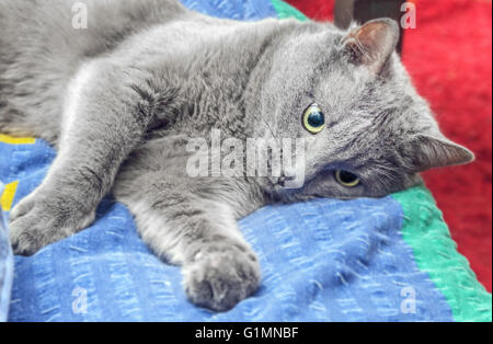Joli chat gris adultes triste lying on bed Banque D'Images