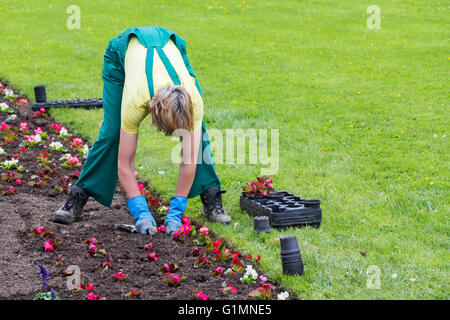 Les mains des jardiniers planter des fleurs au city park Banque D'Images