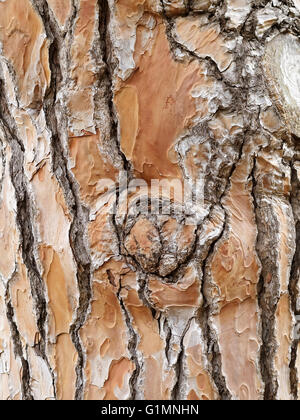 Détail de la texture de la peau en bois de pin Banque D'Images