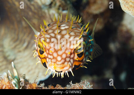 Balloonfish dans la mer des Caraïbes autour de Bonaire. V.D. Photo Banque D'Images