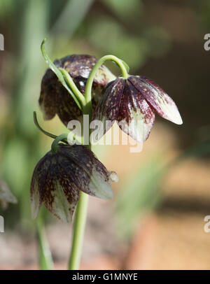 Fritillaria sp. de plus en plus prés, Hampshire, Royaume-Uni. Avril. Banque D'Images