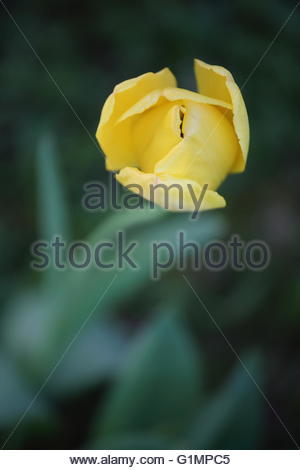 Fleurs de tulipe jaune dans un Bavarois graden Banque D'Images