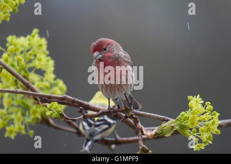 Roselin familier mâle est perché sur la branche d'arbres d'érable au printemps Banque D'Images