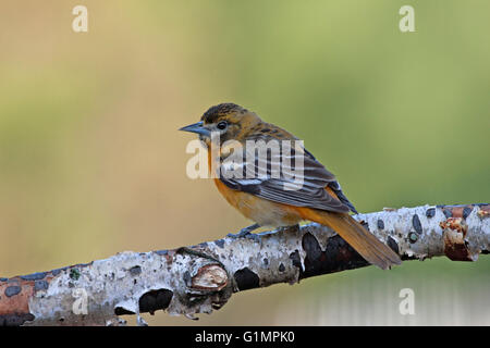 Femme oriole de Baltimore, situé sur la branche de bouleau au printemps Banque D'Images