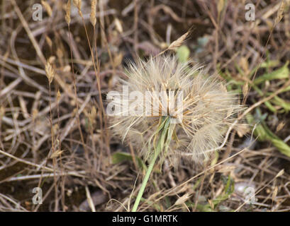 Barbe de chèvre (Tragopogon dubius) avec pappus et graines. Banque D'Images