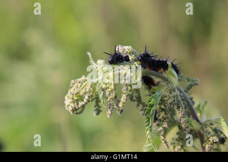 Les chenilles du papillon paon (Aglais io) la consommation de l'ortie (Urtica dioica) feuilles. Banque D'Images