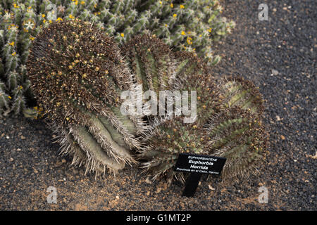 Euphorbiaceae Euphorbia Horrida Boiss. Nom commun : baril de lait d'Afrique Banque D'Images