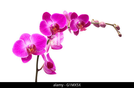 Abondante floraison de l'orchidée phalaenopsis magenta isolated on white Banque D'Images