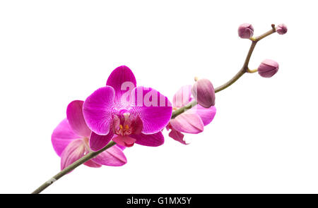 Abondante floraison de l'orchidée phalaenopsis magenta isolated on white Banque D'Images