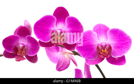 Abondante floraison de l'orchidée phalaenopsis magenta isolated on white Banque D'Images