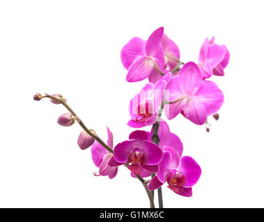 Abondante floraison de l'orchidée phalaenopsis magenta isolated on white Banque D'Images