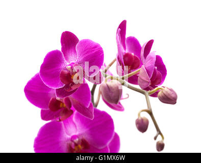 Abondante floraison de l'orchidée phalaenopsis magenta isolated on white Banque D'Images