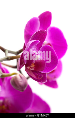 Abondante floraison de l'orchidée phalaenopsis magenta isolated on white Banque D'Images