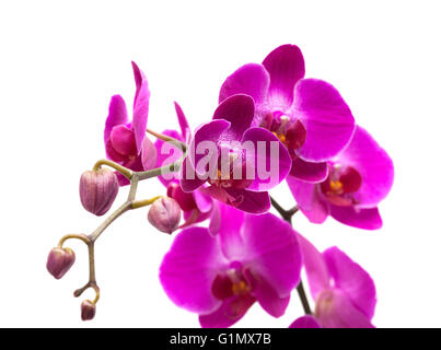 Abondante floraison de l'orchidée phalaenopsis magenta isolated on white Banque D'Images