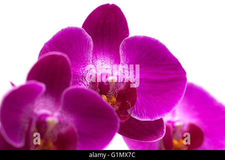 Abondante floraison de l'orchidée phalaenopsis magenta isolated on white Banque D'Images