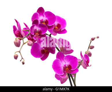 Abondante floraison de l'orchidée phalaenopsis magenta isolated on white Banque D'Images