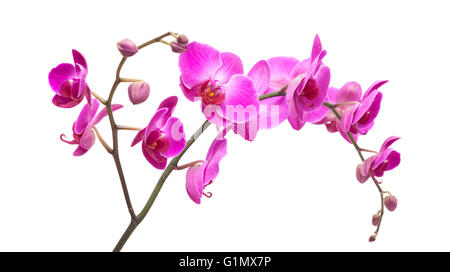 Abondante floraison de l'orchidée phalaenopsis magenta isolated on white Banque D'Images