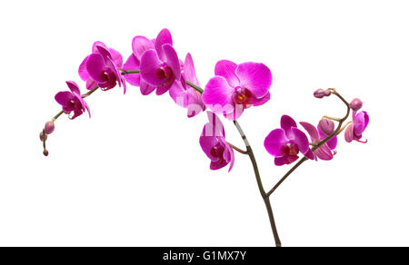 Abondante floraison de l'orchidée phalaenopsis magenta isolated on white Banque D'Images