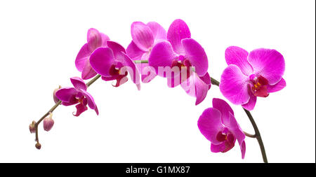 Abondante floraison de l'orchidée phalaenopsis magenta isolated on white Banque D'Images
