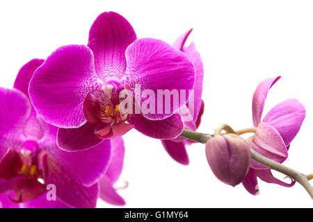 Abondante floraison de l'orchidée phalaenopsis magenta isolated on white Banque D'Images