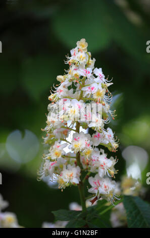 Horse Chestnut Tree blossom, Aesculus hippocastanum. Banque D'Images