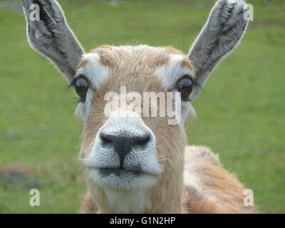 Curieux deer West Midlands Safari Park Banque D'Images