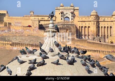 Fort Amer, Jaipur, Rajasthan, Inde Banque D'Images