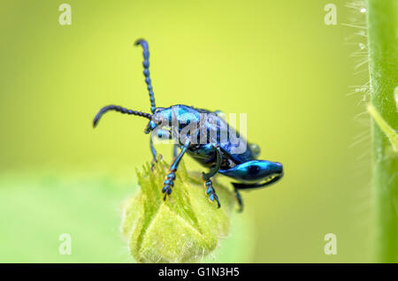 Chrysolina coerulans Close up avec scarabée bleu métallique brillant sur l'herbe flower Banque D'Images