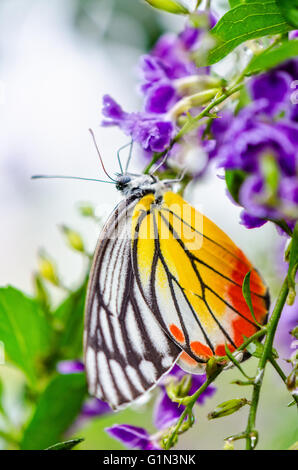 Delias hyparete Jézabel (peint) papillon de couleur blanc jaune et orange des bandes noires, il est à la recherche de nectar sur purple Banque D'Images