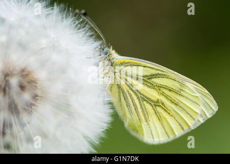 Blanc veiné de vert (Pieris napi) dandelion seedhead. Papillon de la famille des Pieridae au repos avec des ailes fermées dans la pluie Banque D'Images