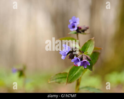 Blooming, herbe dans son environnement naturel, Moscou, Russie Banque D'Images