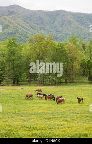 Great Smoky Mountains National Park, Illinois - chevaux paissent dans la Cades Cove. Banque D'Images