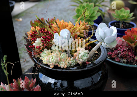 Variétés mixtes de plus en plus succulents dans un pot à vendre Banque D'Images