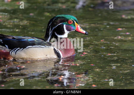 Canard branchu mâle la baignade dans le lac à Crystal Springs Rhododendron Garden Closeup Portrait Banque D'Images