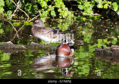 Homme et Femme paire de canards en bois dans le lac à Crystal Springs Rhododendron Garden Banque D'Images