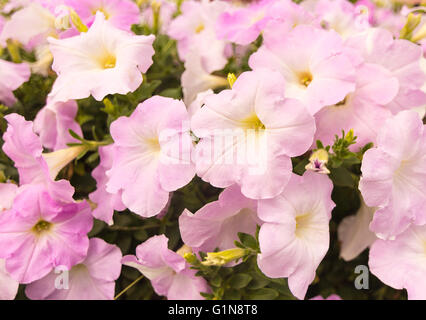 Pétunia rose fleurs dans le jardin Banque D'Images