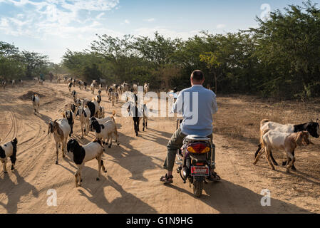 Des promenades touristiques e-bike par troupeau de chèvres sur la saleté-road à Bagan, Birmanie (Myanmar) Banque D'Images