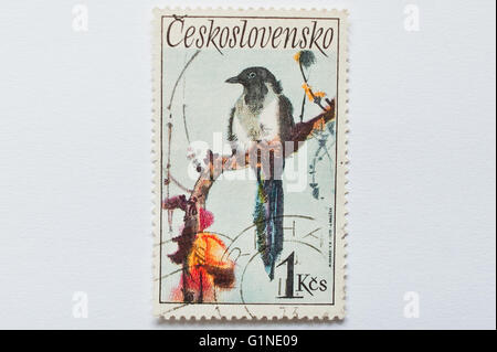 UZHGOROD, UKRAINE - circa 2016 Mai : un post de timbres en Tchécoslovaquie montre d'oiseaux pie, vers 1972 Banque D'Images