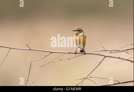 Stonechat (Saxicola torquata). Perché sur les brindilles de bouleau Banque D'Images