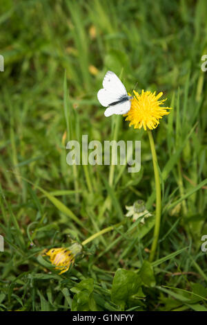 Une pointe d'Orange papillon sur une fleur de pissenlit dans un champ au Royaume-Uni Banque D'Images