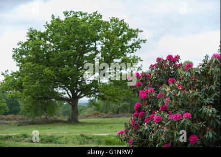 Langley, au Royaume-Uni. 17 mai 2016. Les rhododendrons sont colorées floraison dans le Temple Gardens à Langley Park, dans le Buckinghamshire. Une fois qu'un terrain de chasse royal, le parc dispose d'un historique pour le Roi Henry VIII et de la reine Victoria. Crédit : Stephen Chung / Alamy Live News Banque D'Images