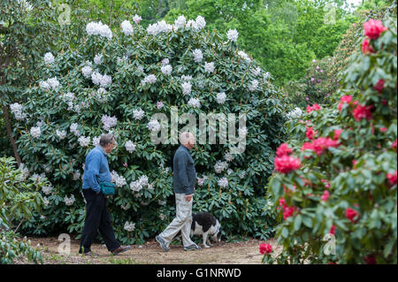 Langley, au Royaume-Uni. 17 mai 2016. Les visiteurs profiter de la floraison des rhododendrons colorés dans le Temple Gardens à Langley Park, dans le Buckinghamshire. Une fois qu'un terrain de chasse royal, le parc dispose d'un historique pour le Roi Henry VIII et de la reine Victoria. Crédit : Stephen Chung / Alamy Live News Banque D'Images