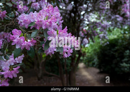 Langley, au Royaume-Uni. 17 mai 2016. Les rhododendrons sont colorées floraison dans le Temple Gardens à Langley Park, dans le Buckinghamshire. Une fois qu'un terrain de chasse royal, le parc dispose d'un historique pour le Roi Henry VIII et de la reine Victoria. Crédit : Stephen Chung / Alamy Live News Banque D'Images