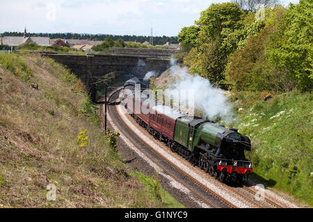 Pont Sunderland, Angleterre - 17 mai 2016 : le "Flying Scotsman" voyageant au sud de Durham après son mini tour de l'Ecosse en mai 2016. Credit : AC Images/Alamy Live News Banque D'Images