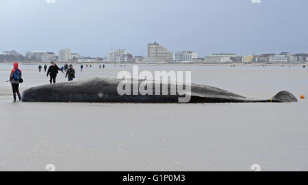 Cuxhaven, Allemagne. Jan 31, 2016. Fichier - Un cachalot échoué sur la plage de cadavre à Cuxhaven Duhnen, Allemagne, 31 janvier 2016. 30 cachalots échoués sur la côte de la mer du Nord en janvier. L'Administration du Parc National de la mer des Wadden de Basse-Saxe sur les plans d'examiner les raisons de l'échouage des cachalots et des experts le 18 mai. PHOTO : INGO WAGNER/dpa/Alamy Live News Banque D'Images
